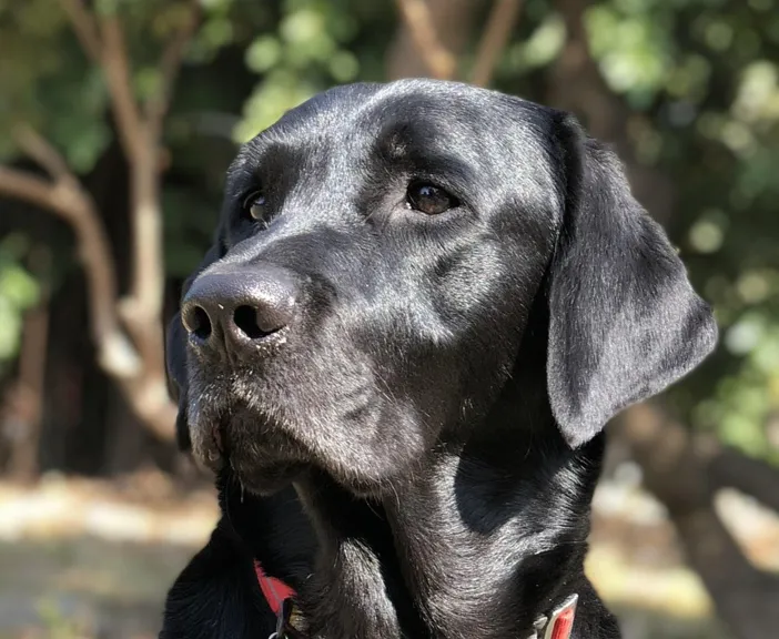 A founder's black Labrador retriever in profile, attentive